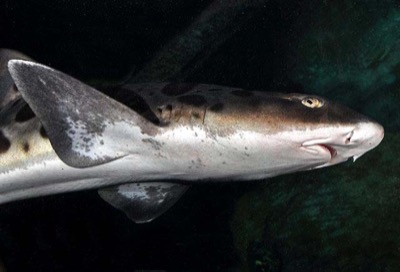 Leopard Shark identification illustration