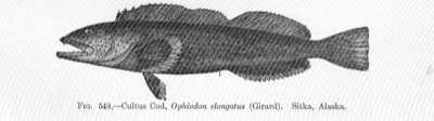 Lingcod identification illustration