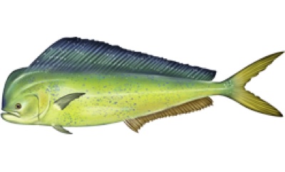 Mahi-Mahi identification illustration