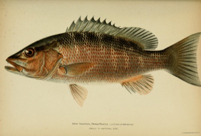 Mangrove Snapper identification illustration