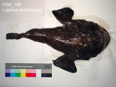 Monkfish (Goosefish) identification illustration