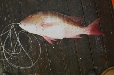 Mutton Snapper identification illustration
