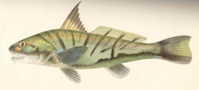 Northern Kingfish identification illustration