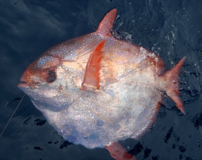 Opah (Moonfish) identification illustration