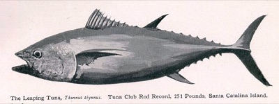 Pacific Bluefin Tuna identification illustration