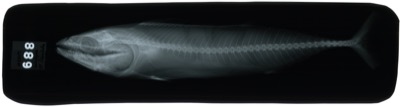Pacific Bonito identification illustration