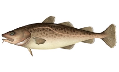 Pacific Cod identification illustration