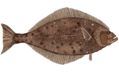 Pacific Halibut identification illustration