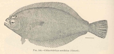 Pacific Sanddab identification illustration