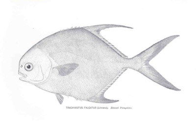 Permit identification illustration