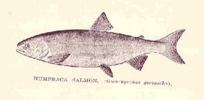 Pink Salmon identification illustration