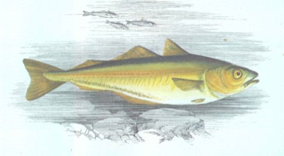 Pollock identification illustration