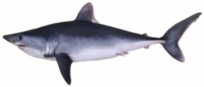 Porbeagle Shark identification illustration