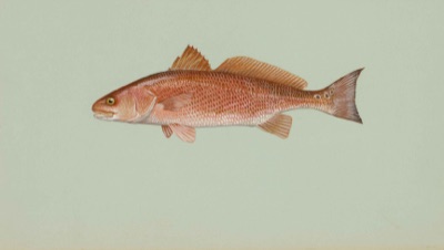 Red Drum (Redfish) identification illustration