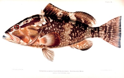 Red Grouper identification illustration