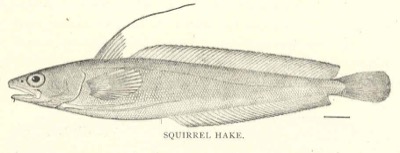 Red Hake (Ling) identification illustration