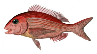 Red Porgy identification illustration