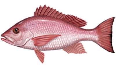 Red Snapper identification illustration