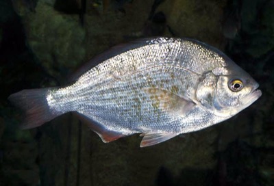Redtail Surfperch identification illustration