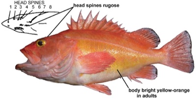 Rockfish (complex) identification illustration