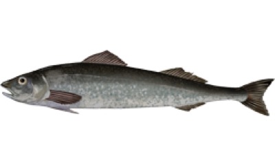 Sablefish (Black Cod) identification illustration