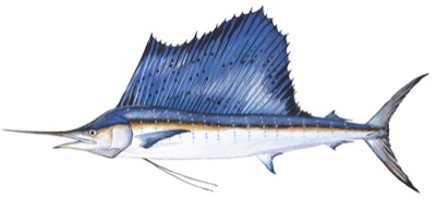Sailfish identification illustration