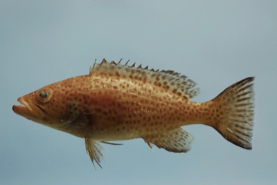 Scamp Grouper identification illustration