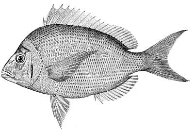 Scup (Porgy) identification illustration