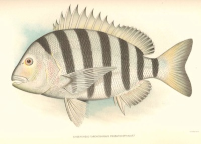 Sheepshead identification illustration