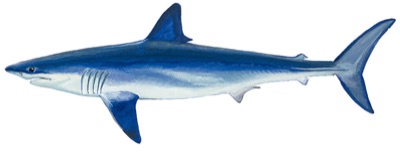 Shortfin Mako identification illustration