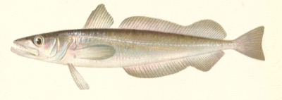 Silver Hake (Whiting) identification illustration