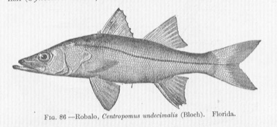 Common Snook identification illustration
