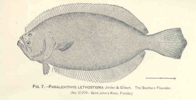 Southern Flounder identification illustration