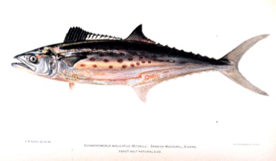 Spanish Mackerel identification illustration