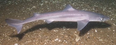 Spiny Dogfish identification illustration