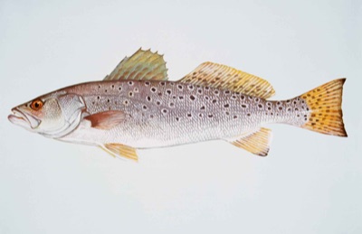 Spotted Seatrout identification illustration