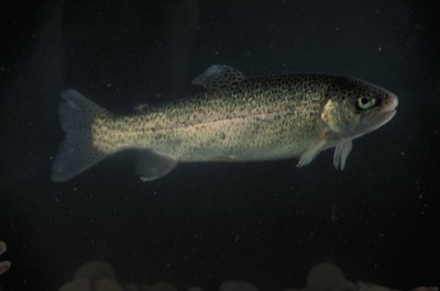 Steelhead identification illustration