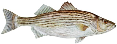 Striped Bass identification illustration