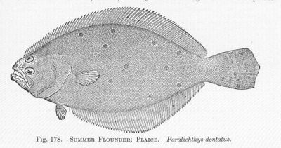Summer Flounder (Fluke) identification illustration