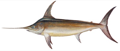 Swordfish identification illustration