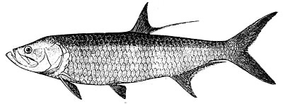 Tarpon identification illustration