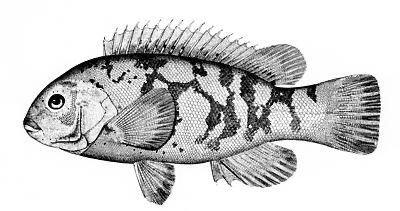 Tautog identification illustration