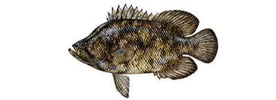 Tripletail identification illustration