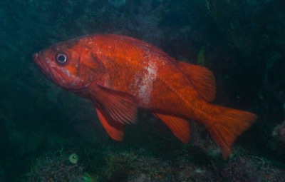 Vermilion Rockfish identification illustration