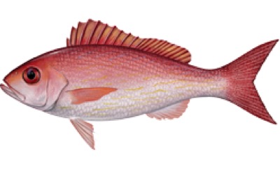 Vermilion Snapper (Beeliner) identification illustration
