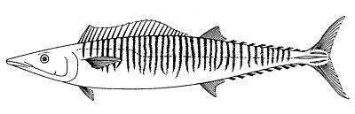Wahoo identification illustration