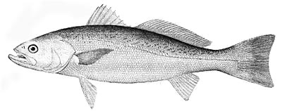 Weakfish identification illustration