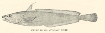 White Hake identification illustration