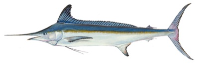 White Marlin identification illustration