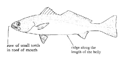 White Seabass identification illustration